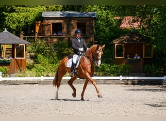 Hanovrien, Jument, 8 Ans, 171 cm, Alezan