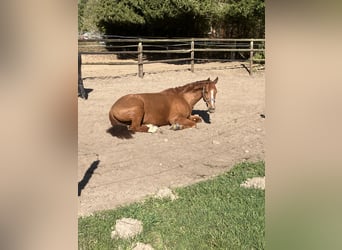 Hanovrien, Jument, 8 Ans, 171 cm, Alezan