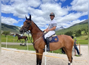 Hanovrien, Jument, 8 Ans, 171 cm, Bai