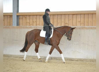 Hanovrien, Jument, 8 Ans, 172 cm, Alezan