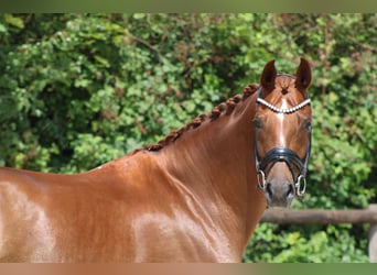 Hanovrien, Jument, 8 Ans, 172 cm, Alezan