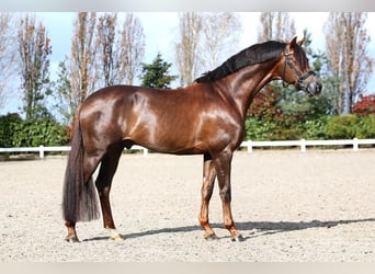 Hanovrien, Jument, 8 Ans, 172 cm, Bai