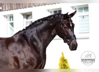 Hanovrien, Jument, 8 Ans, 172 cm, Noir