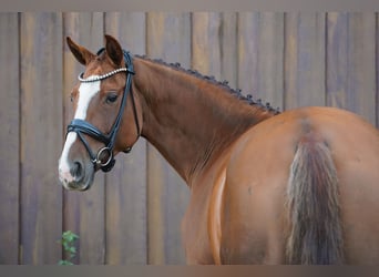Hanovrien, Jument, 8 Ans, 173 cm, Alezan