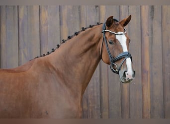 Hanovrien, Jument, 8 Ans, 173 cm, Alezan