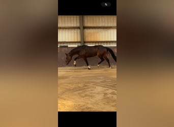 Hanovrien, Jument, 8 Ans, 173 cm, Bai