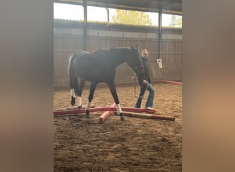 Hanovrien, Jument, 8 Ans, 175 cm, Bai