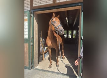 Hanovrien, Jument, 8 Ans, 178 cm, Alezan