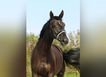 Hanovrien, Jument, 8 Ans, 178 cm, Noir