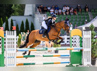 Hanovrien, Jument, 9 Ans, 160 cm, Bai cerise