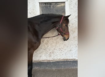 Hanovrien, Jument, 9 Ans, 162 cm, Bai brun