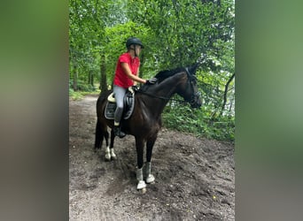 Hanovrien, Jument, 9 Ans, 162 cm, Bai brun
