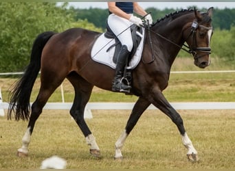 Hanovrien, Jument, 9 Ans, 162 cm, Bai brun
