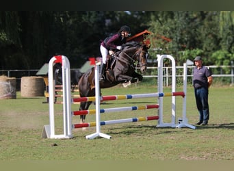 Hanovrien, Jument, 9 Ans, 162 cm, Bai brun