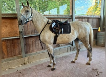 Hanovrien, Jument, 9 Ans, 162 cm, Gris