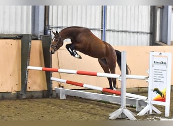 Hanovrien, Jument, 9 Ans, 163 cm, Bai