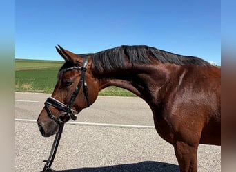 Hanovrien, Jument, 9 Ans, 164 cm, Bai