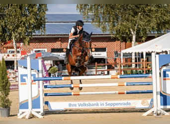 Hanovrien, Jument, 9 Ans, 164 cm, Bai