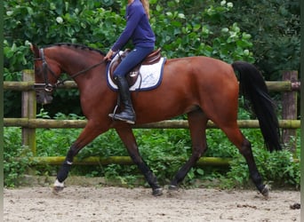 Hanovrien, Jument, 9 Ans, 164 cm, Bai