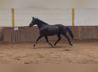 Hanovrien, Jument, 9 Ans, 164 cm, Noir