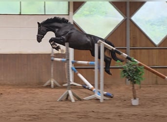 Hanovrien, Jument, 9 Ans, 164 cm, Noir