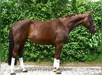 Hanovrien, Jument, 9 Ans, 165 cm, Alezan brûlé