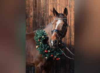 Hanovrien, Jument, 9 Ans, 165 cm, Bai brun