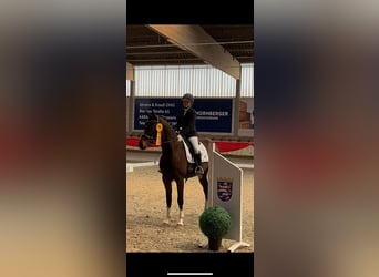 Hanovrien, Jument, 9 Ans, 165 cm, Bai brun