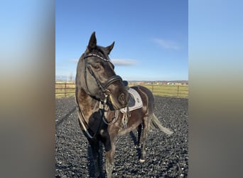 Hanovrien, Jument, 9 Ans, 165 cm, Noir