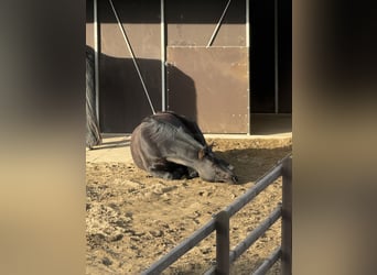 Hanovrien, Jument, 9 Ans, 165 cm, Noir