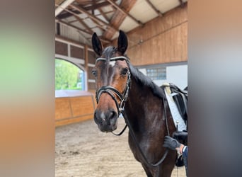 Hanovrien, Jument, 9 Ans, 166 cm, Bai brun