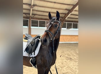 Hanovrien, Jument, 9 Ans, 166 cm, Bai brun