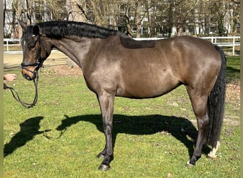 Hanovrien, Jument, 9 Ans, 166 cm, Bai brun