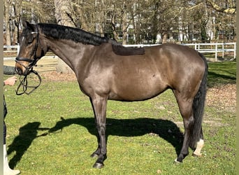 Hanovrien, Jument, 9 Ans, 166 cm, Bai brun