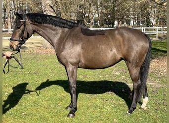 Hanovrien, Jument, 9 Ans, 166 cm, Bai brun