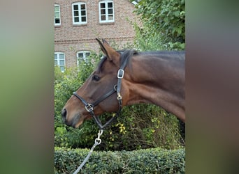 Hanovrien, Jument, 9 Ans, 166 cm, Bai