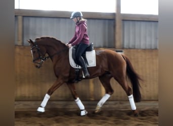 Hanovrien, Jument, 9 Ans, 167 cm, Alezan