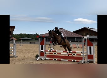Hanovrien, Jument, 9 Ans, 167 cm, Bai