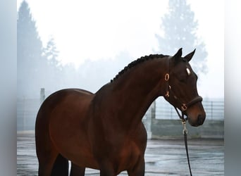 Hanovrien, Jument, 9 Ans, 167 cm, Bai