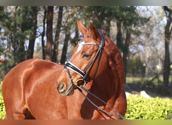 Hanovrien, Jument, 9 Ans, 168 cm, Alezan brûlé