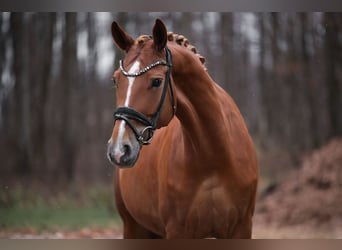 Hanovrien, Jument, 9 Ans, 168 cm, Alezan