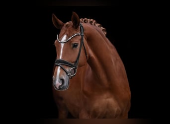 Hanovrien, Jument, 9 Ans, 168 cm, Alezan