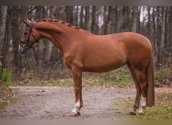 Hanovrien, Jument, 9 Ans, 168 cm, Alezan