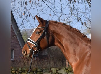 Hanovrien, Jument, 9 Ans, 168 cm, Alezan