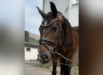 Hanovrien, Jument, 9 Ans, 168 cm, Bai brun