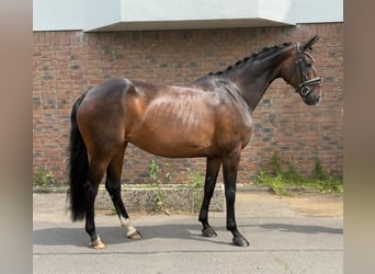 Hanovrien, Jument, 9 Ans, 168 cm, Bai brun
