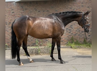 Hanovrien, Jument, 9 Ans, 168 cm, Bai brun