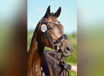 Hanovrien, Jument, 9 Ans, 168 cm, Bai brun