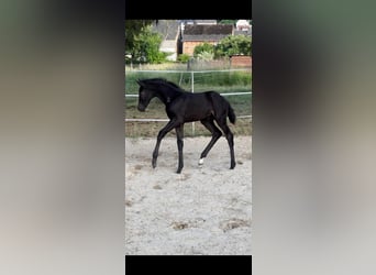 Hanovrien, Jument, 9 Ans, 168 cm, Bai brun