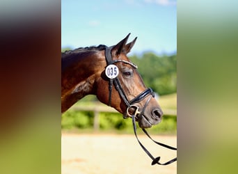 Hanovrien, Jument, 9 Ans, 168 cm, Bai brun